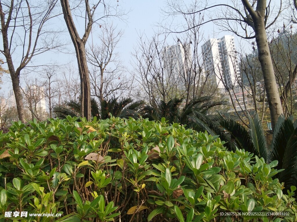 冬日绿植与光秃树木景观