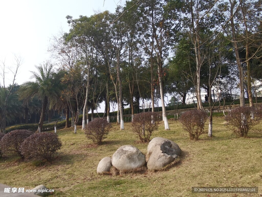 公园草地与树木景观