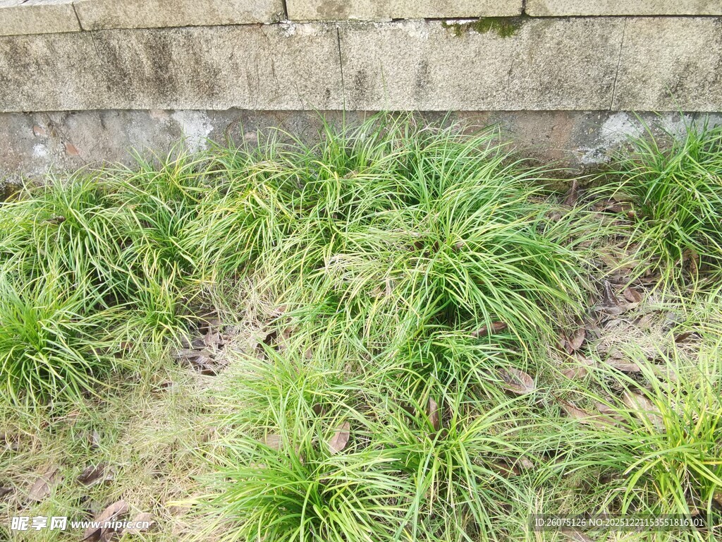 墙边葱郁的丛生绿植