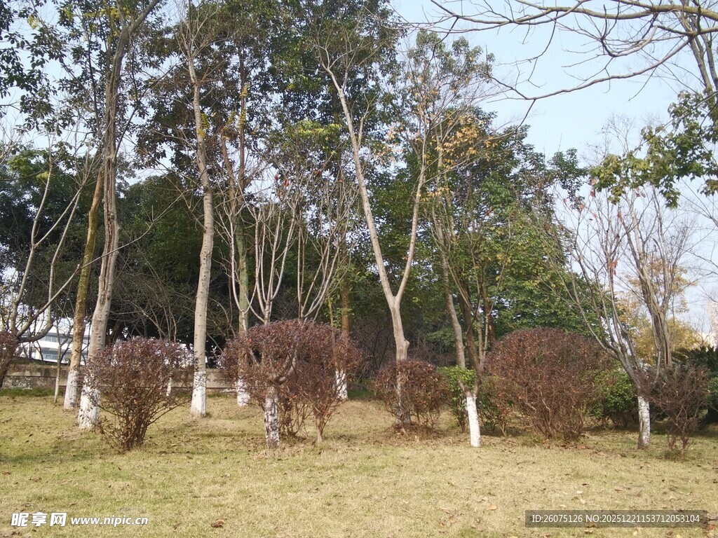 冬日公园树木景观
