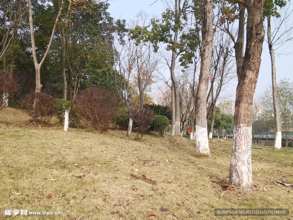 冬日郊野树林景色