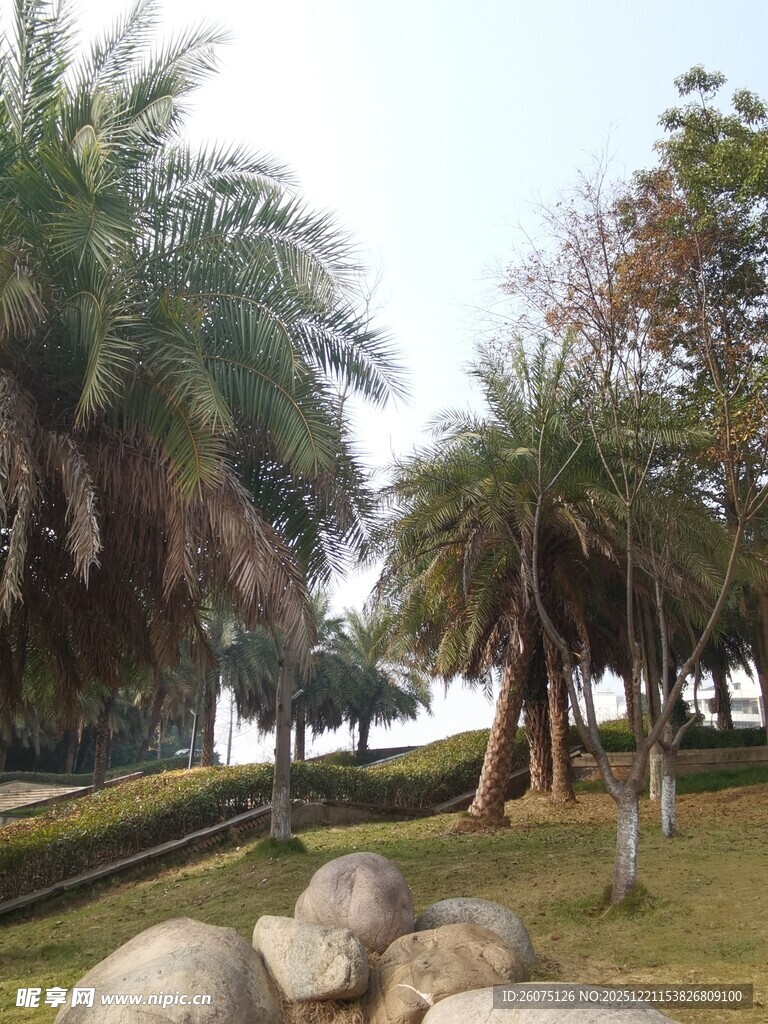 公园中的棕榈树与大石景观