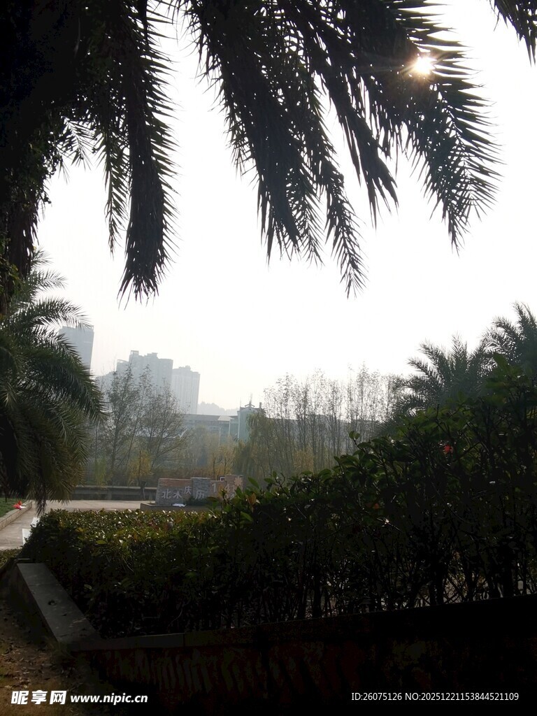 雾中棕榈树与绿植景观