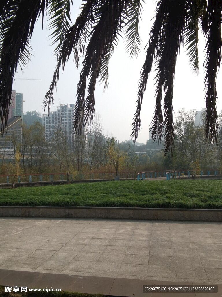 户外棕榈树旁的开阔景致