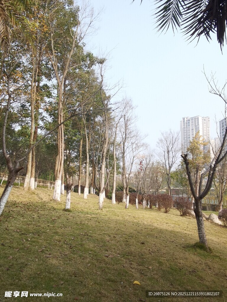 冬日公园静谧树林景观