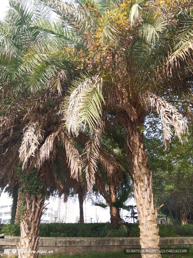 户外的棕榈树景观