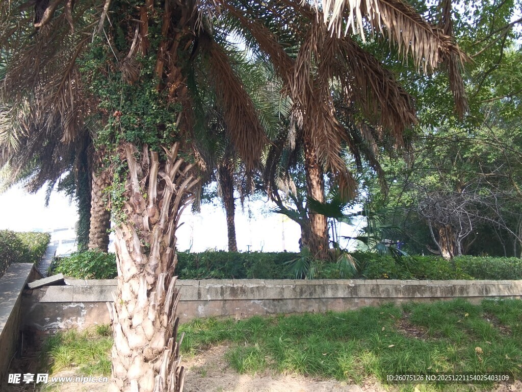 户外棕榈树旁的自然景致