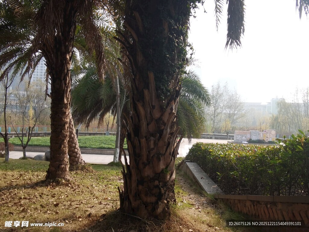 阳光下的棕榈树景观