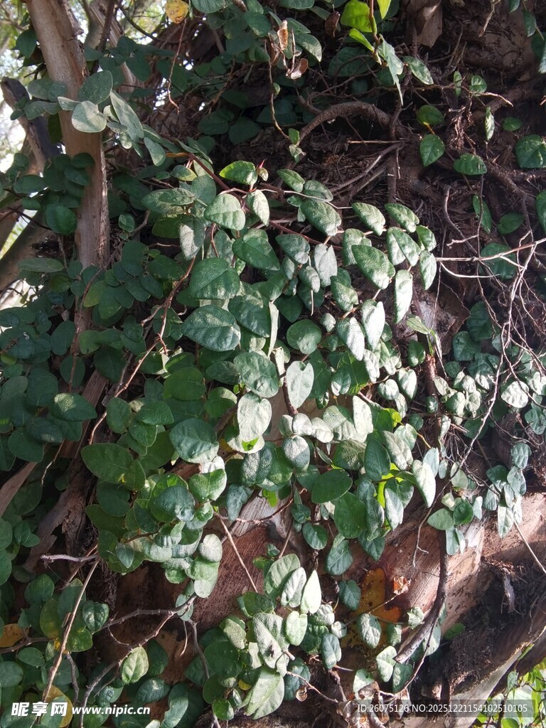 绿叶藤蔓植物景观