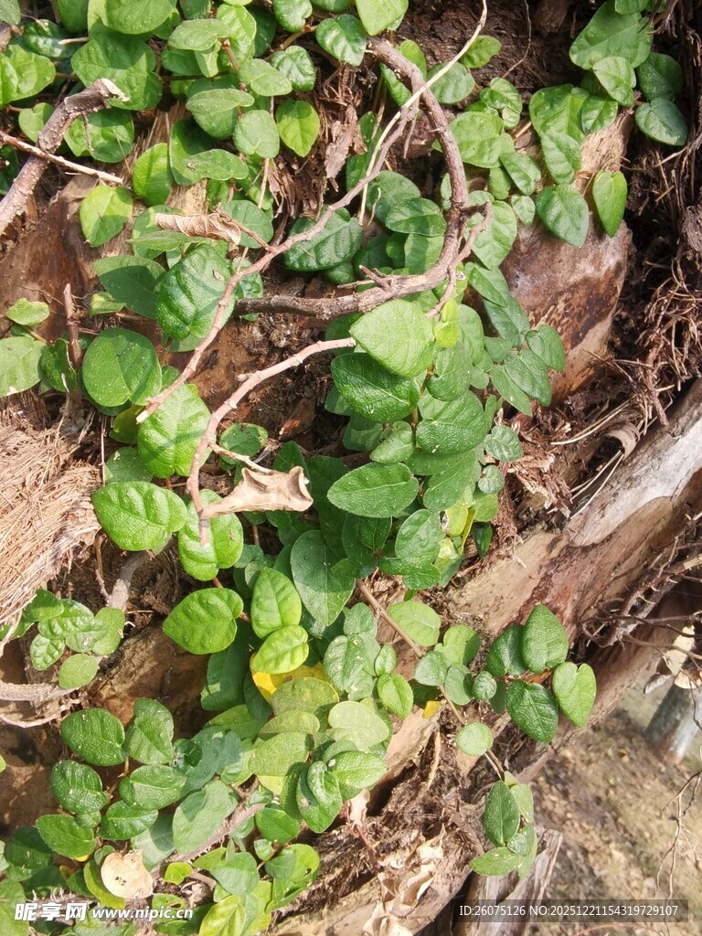 地面上的翠绿植物与枯叶