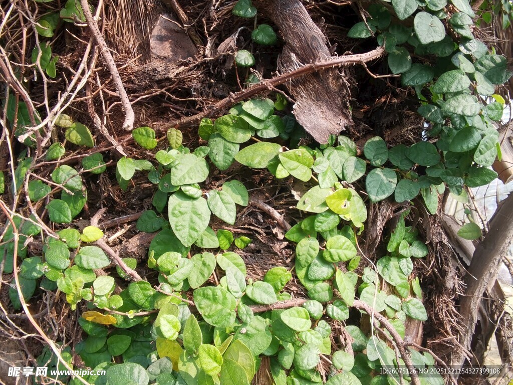 藤蔓缠绕下的隐秘鸟巢