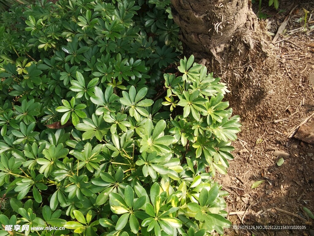 绿叶簇拥下的树干
