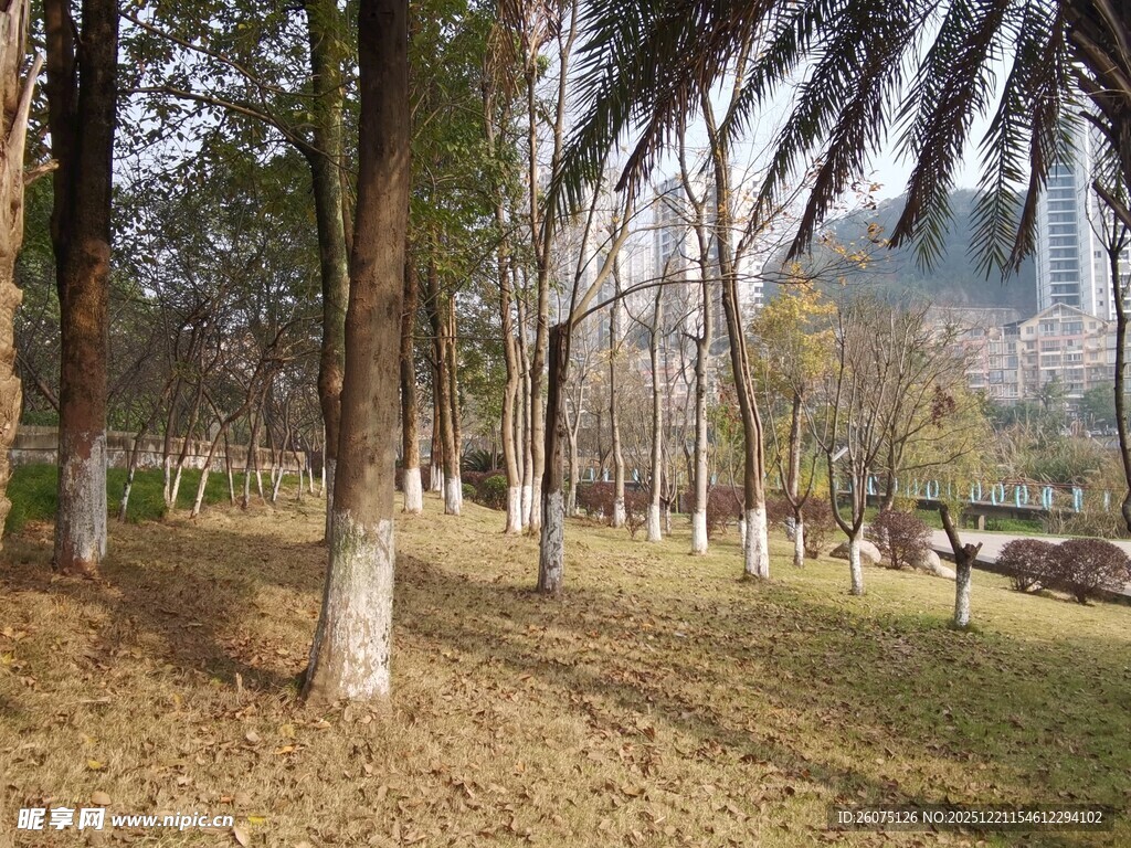 冬日林间静谧景象