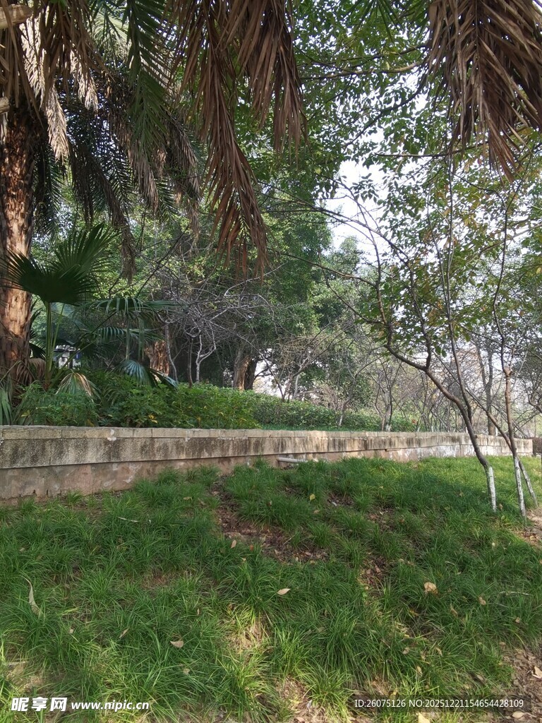 绿荫草地旁的繁茂树林