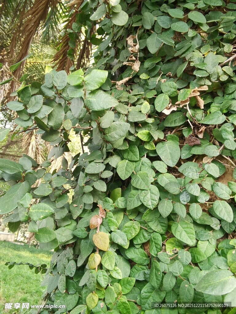 翠绿藤蔓植物生机盎然