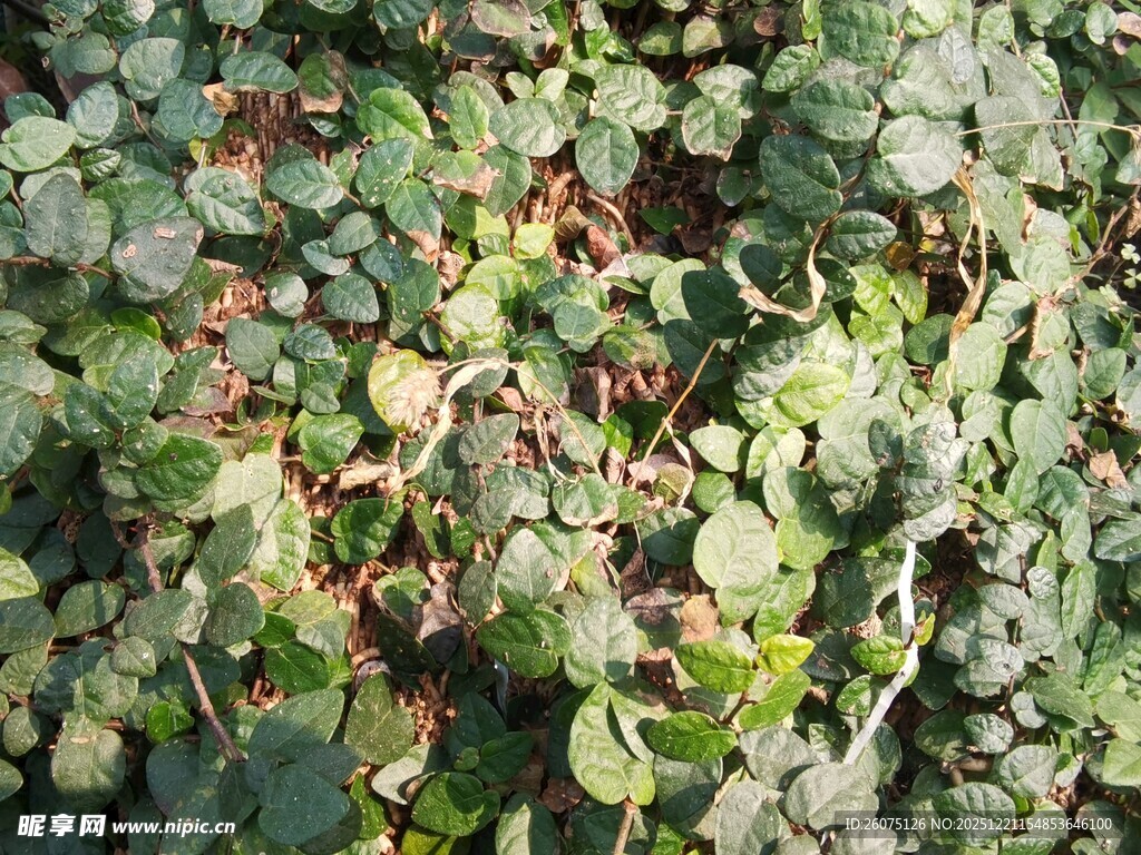 绿叶植物特写画面