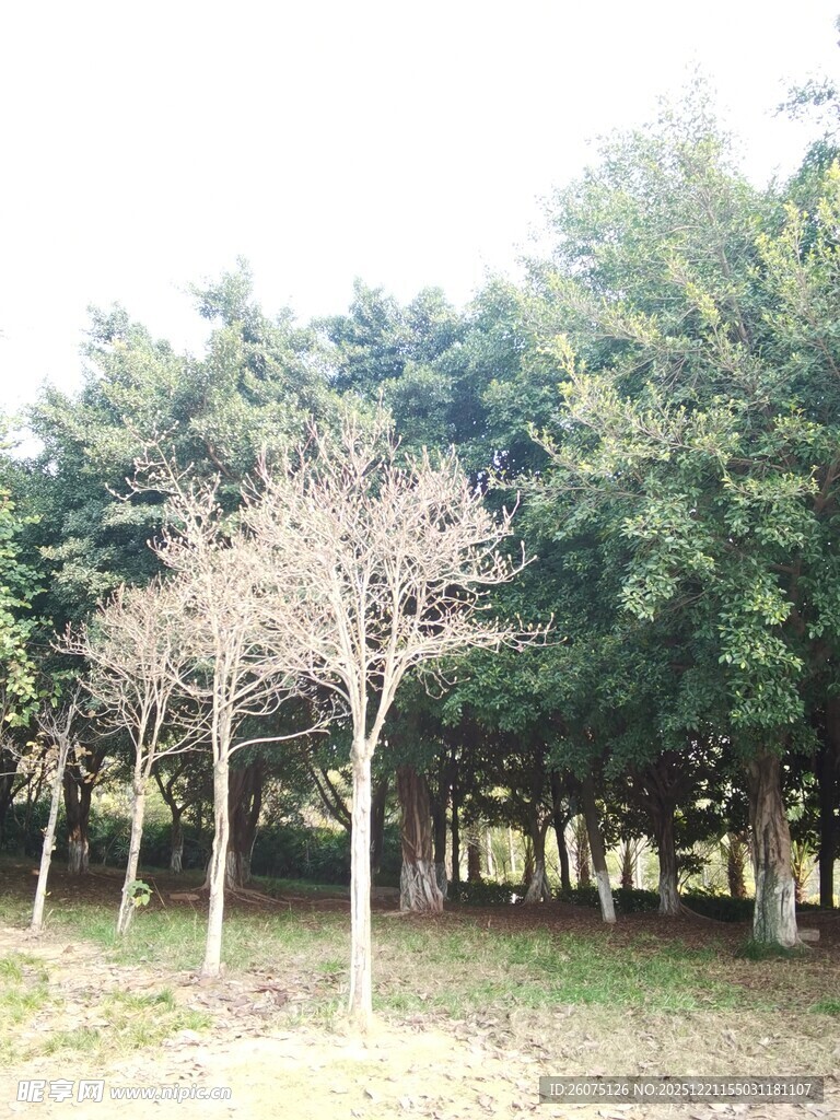 林间光秃树木与葱郁林木