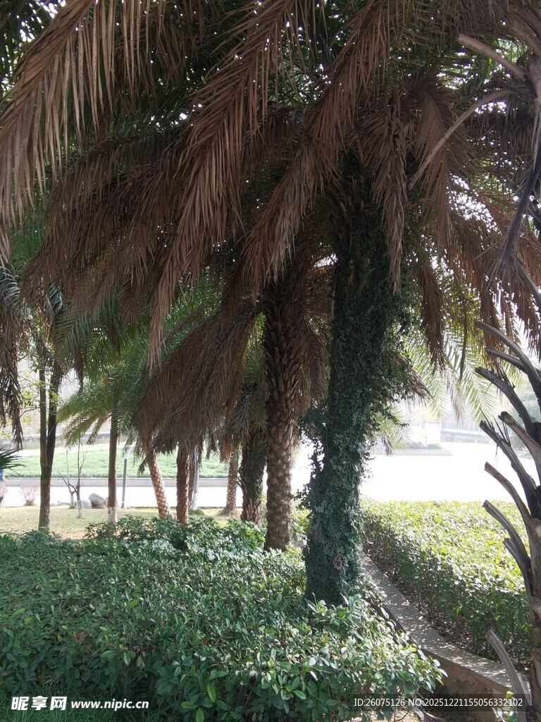 棕榈树与绿植景观