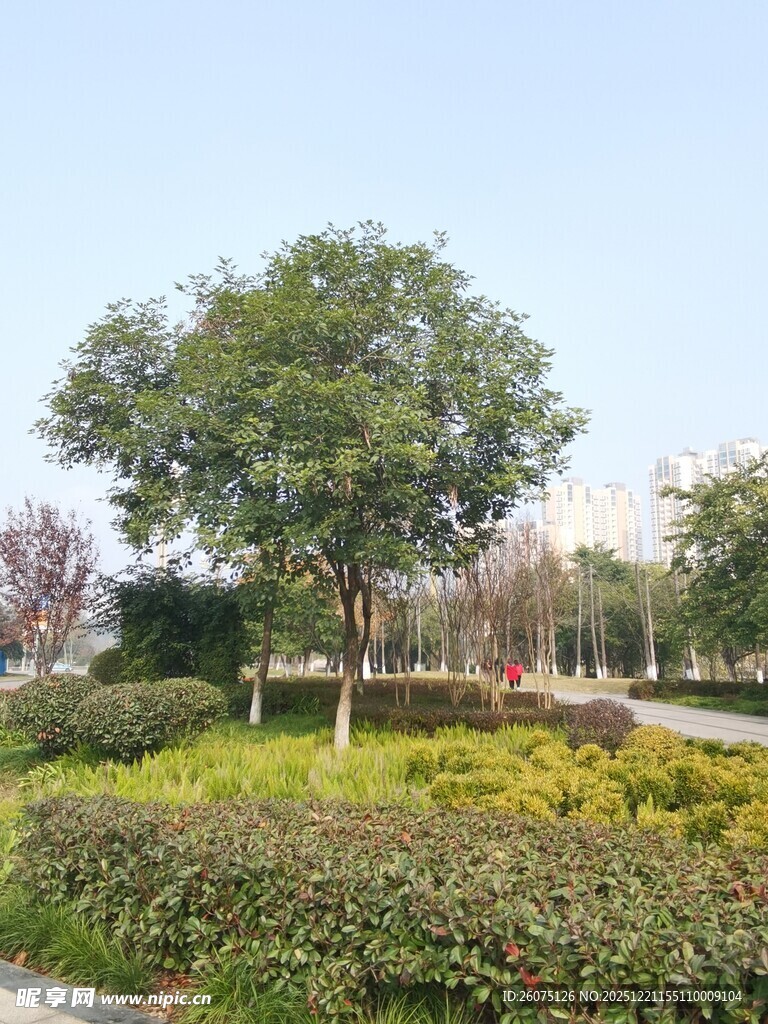 城市公园中的绿树与植被
