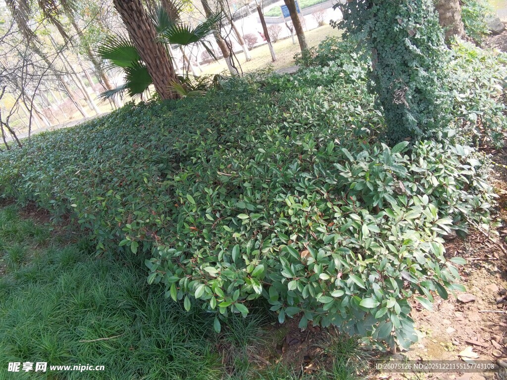 茂密绿植覆盖的林间角落