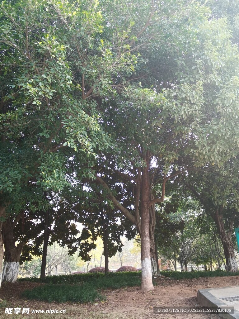 林间阳光洒落的静谧景致