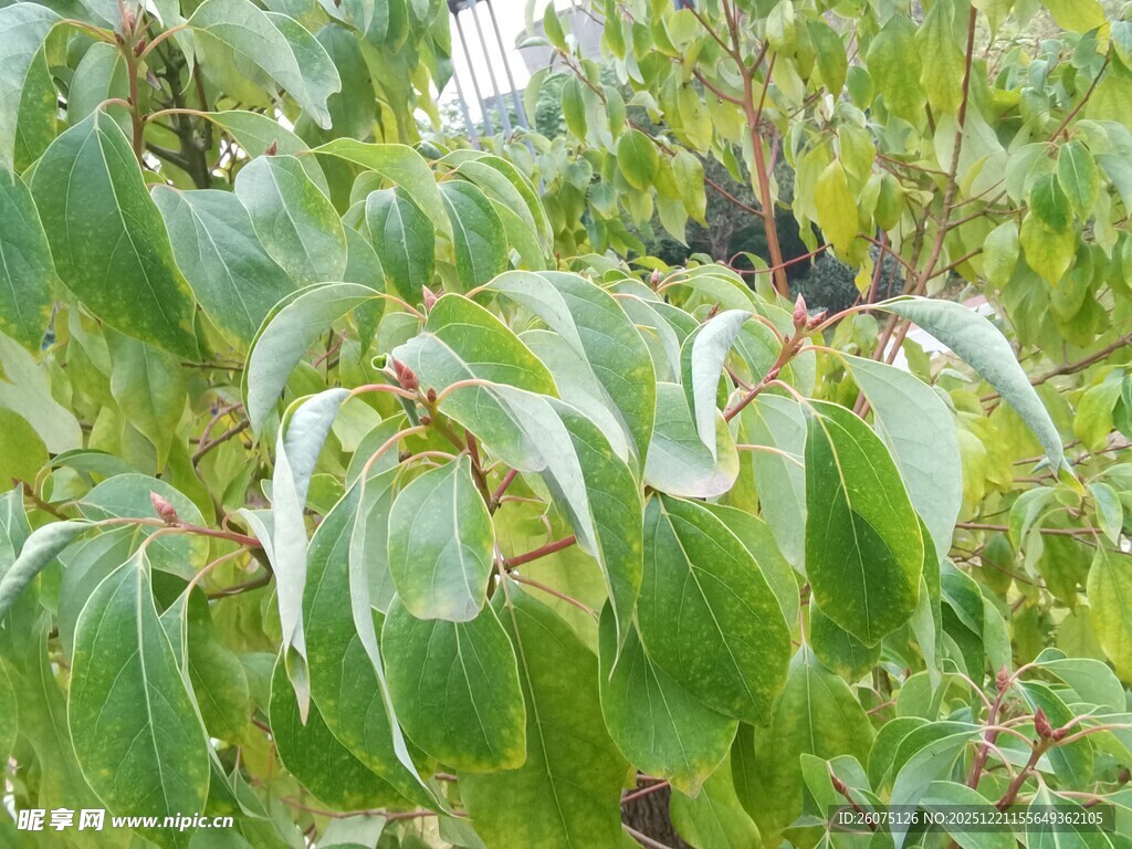 翠绿卷曲叶片特写