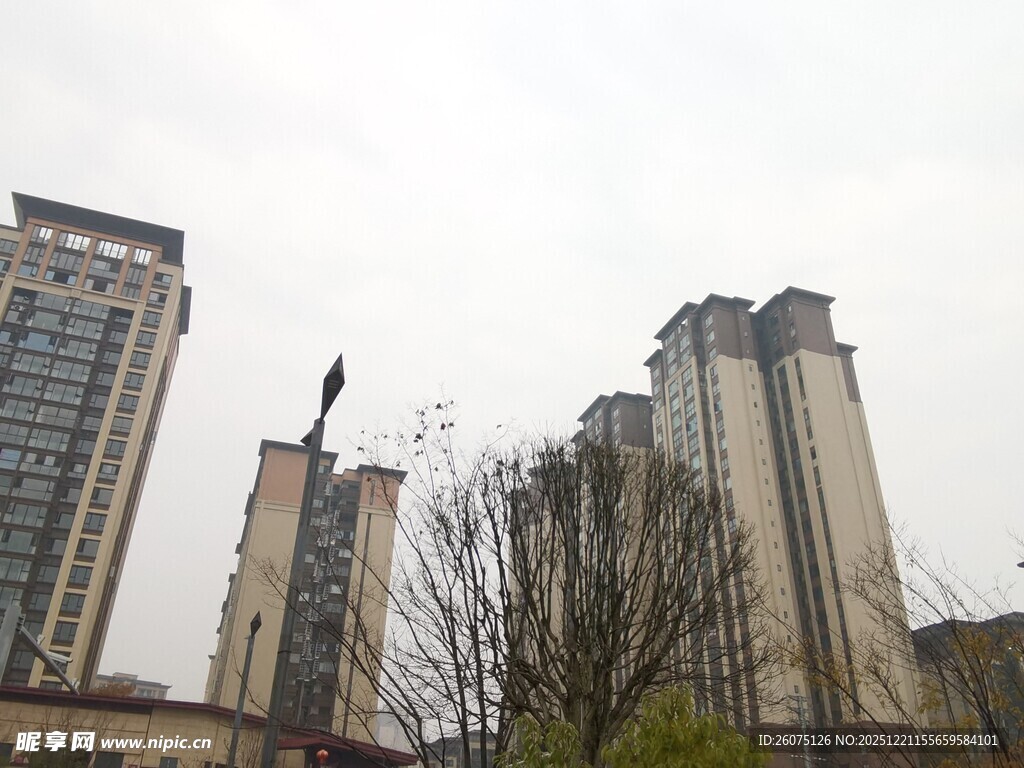 城市高楼与光秃树木景观