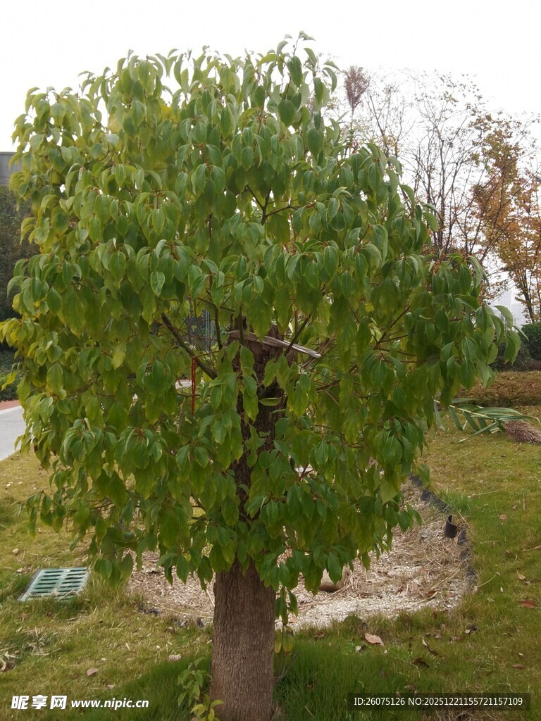 庭院中的茂盛绿树