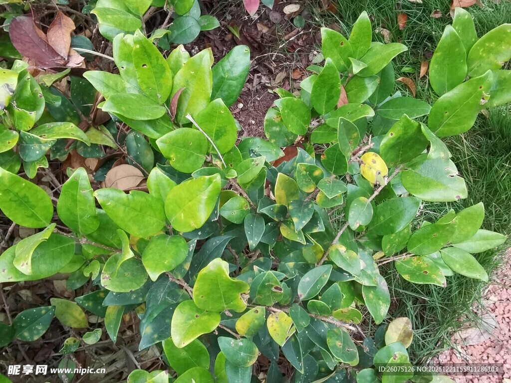 绿叶簇拥的生机植物