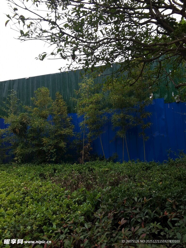 蓝色围挡旁的绿植景观