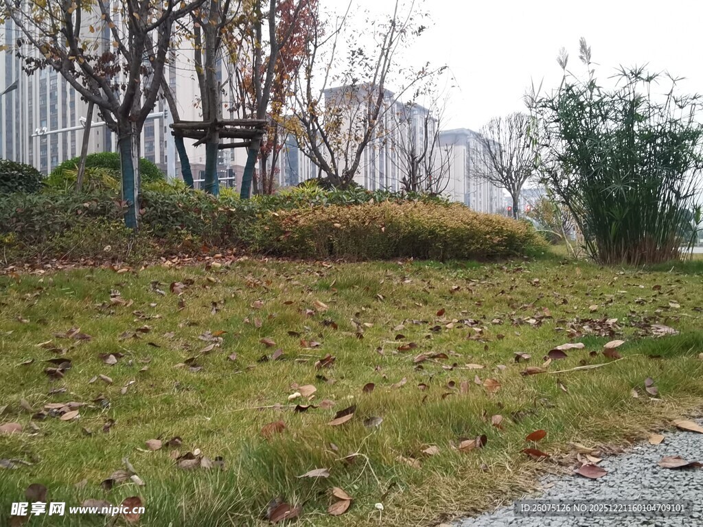 秋日草地旁的树木景致