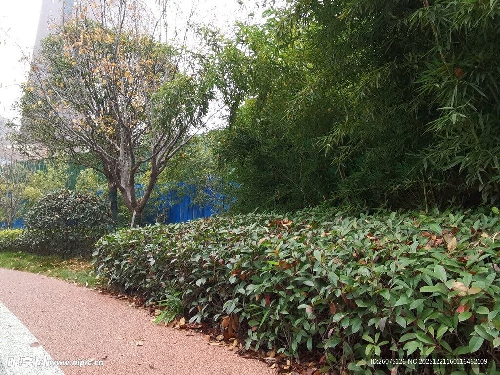 林间小径旁的繁茂绿植