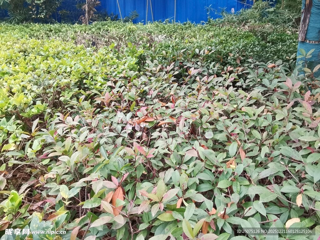 地面多彩植物景观