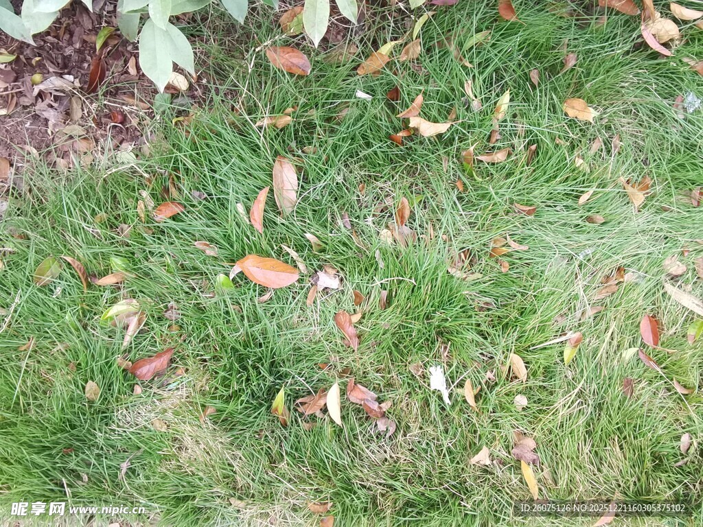 草地上散落的多彩秋叶