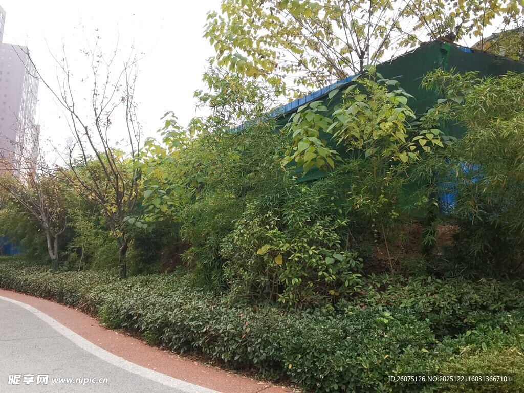 路边绿植环绕的景致