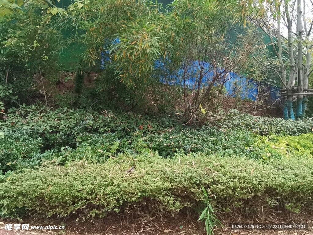 繁茂绿植覆盖的自然角落