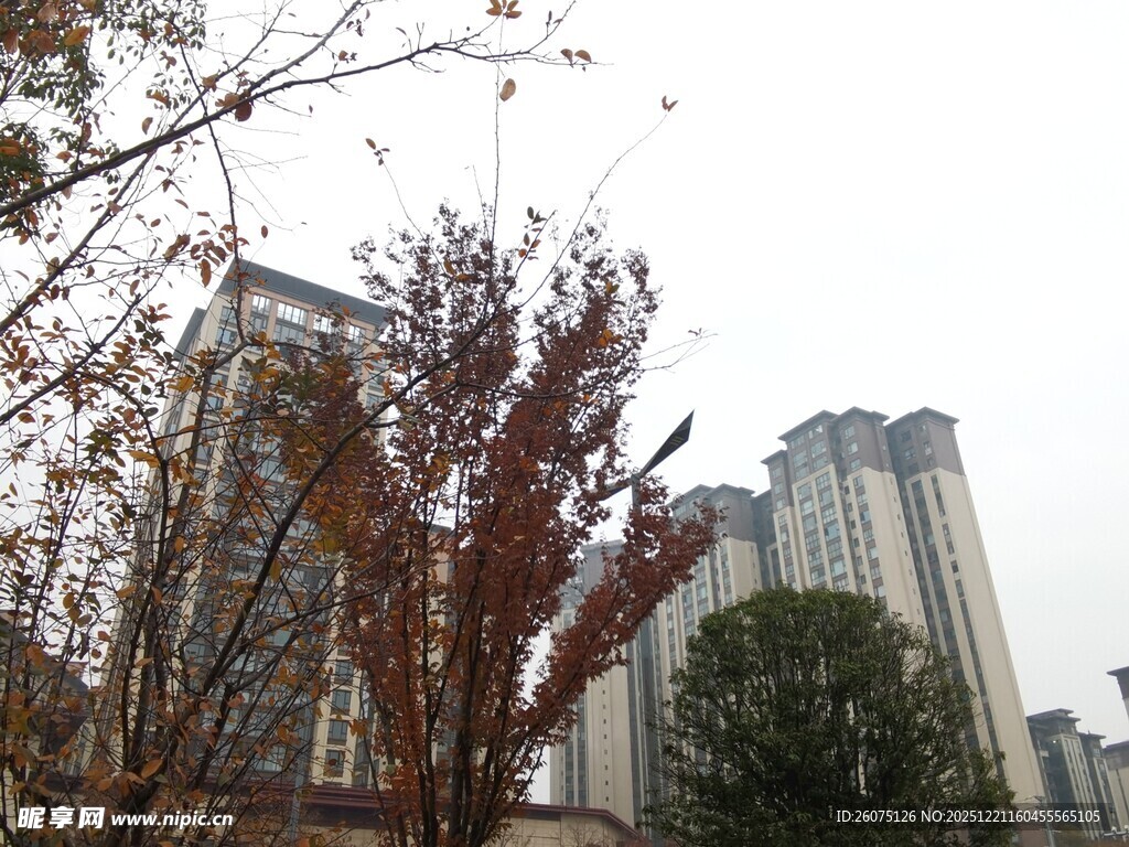 城市中的树木与高楼景观