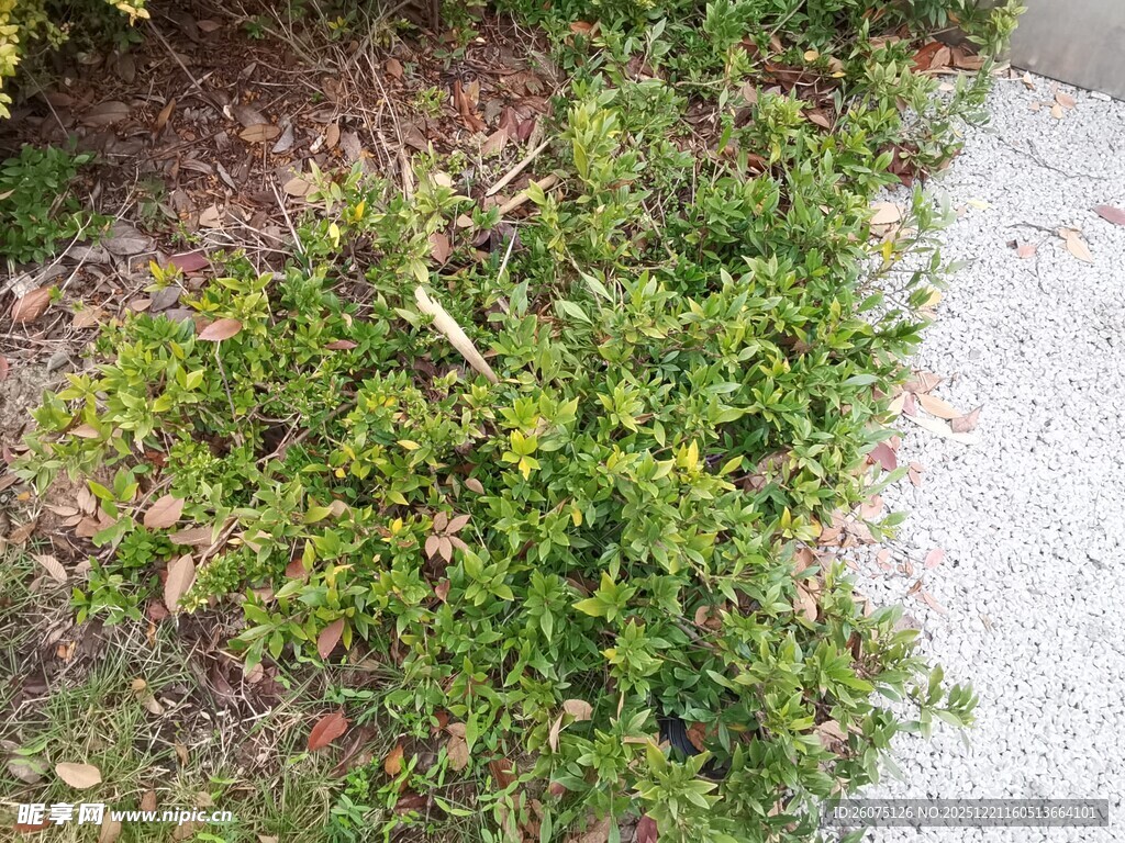 路边翠绿丛生植物