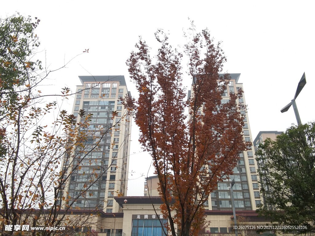 秋日小区旁的高楼与树木