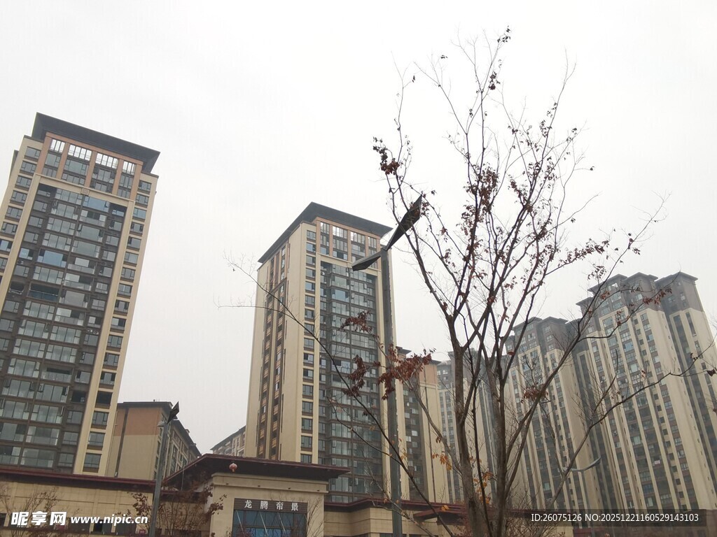 城市高楼旁的光秃树木