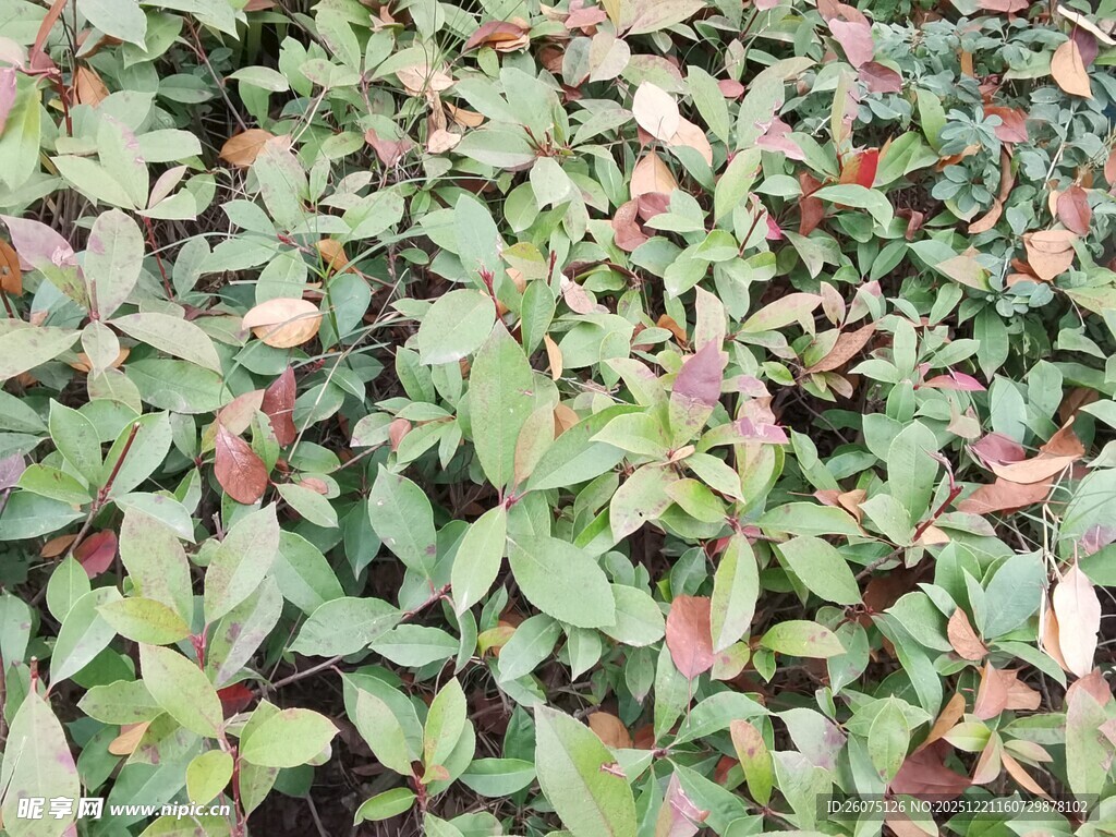 绿叶与红叶交织的植物景观