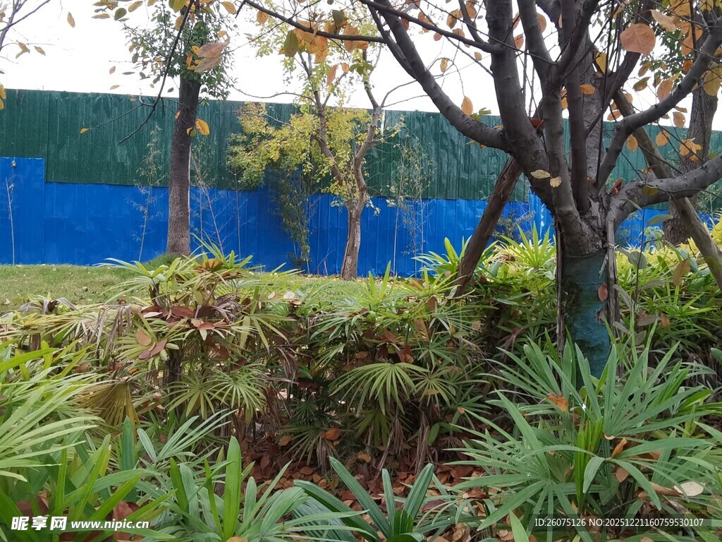 户外绿植与树木景观