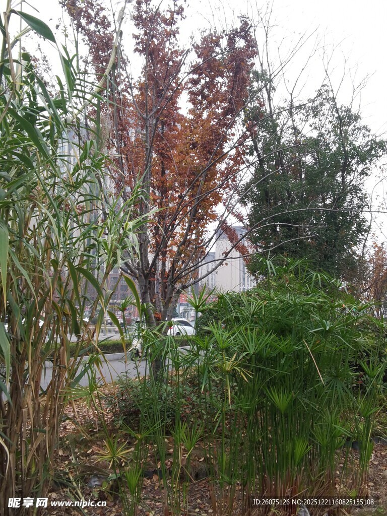 秋日户外植物景观