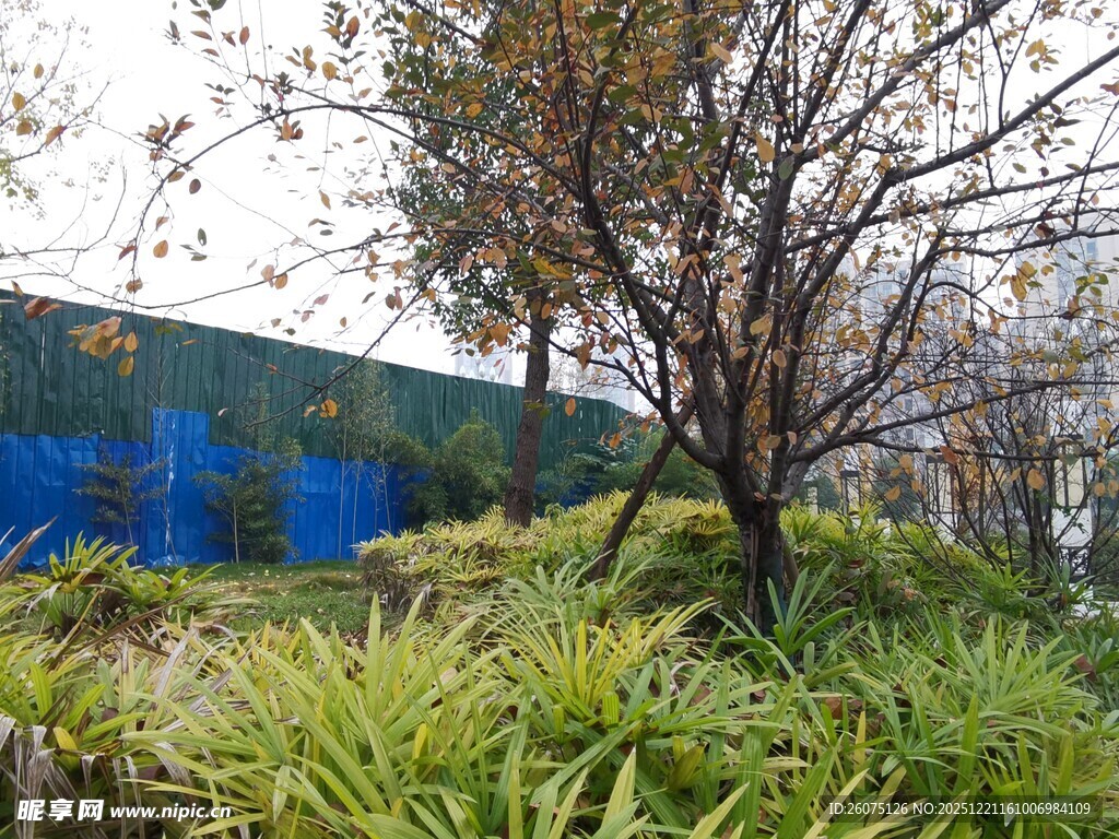 户外绿植与光秃树木景观