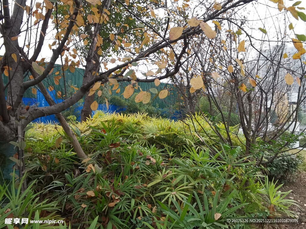 秋日园林植物景观