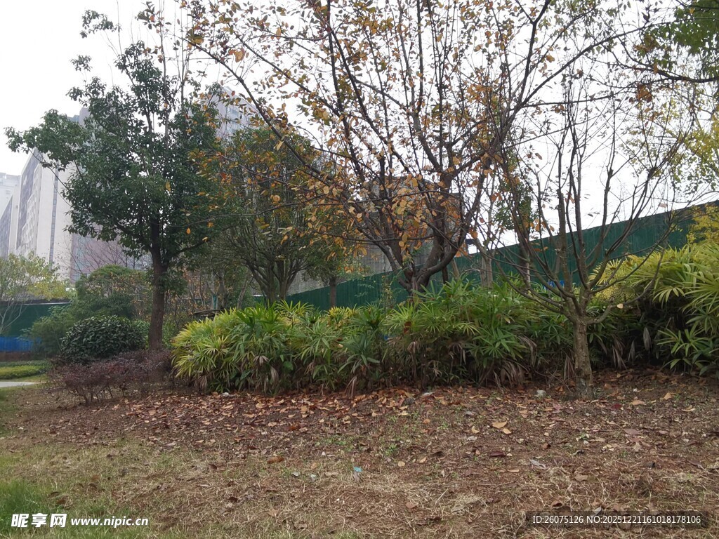 户外绿植与树木景观