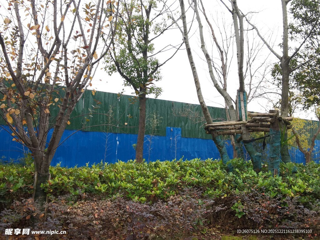 蓝围挡旁的树木与绿植