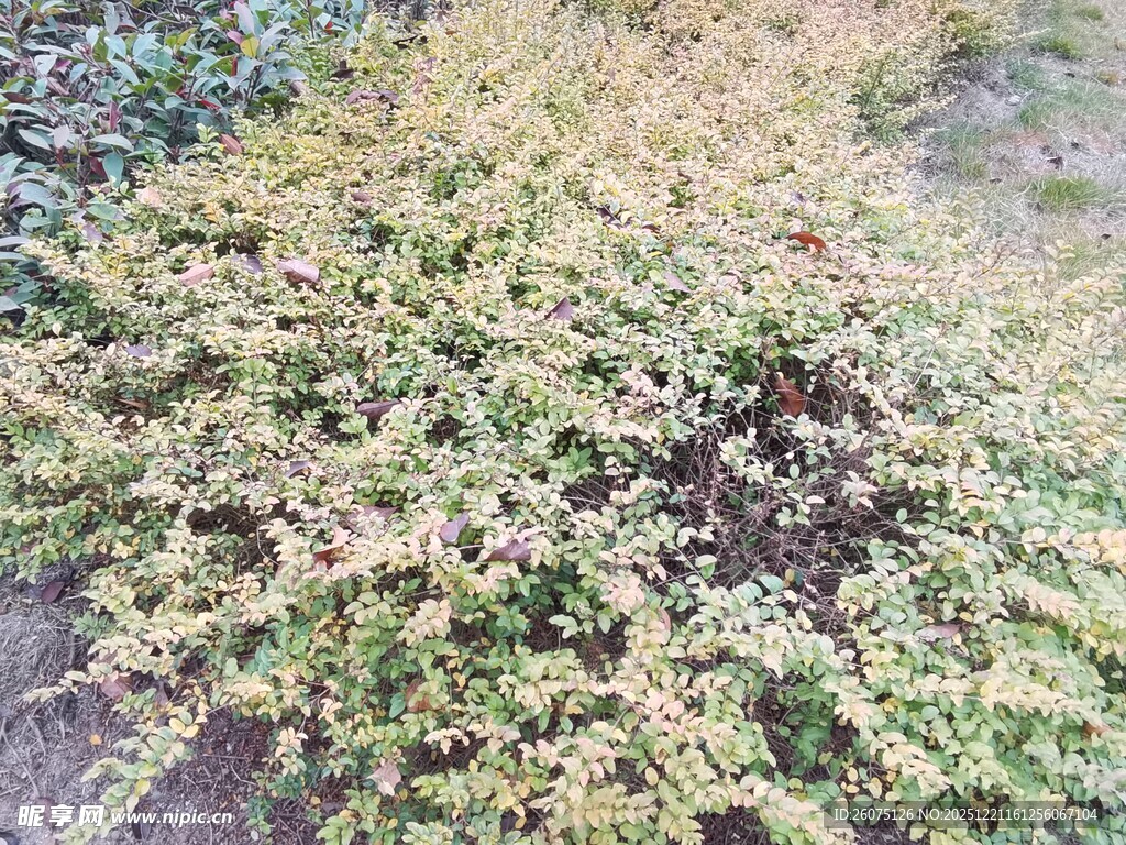 地面上的黄绿交织植物