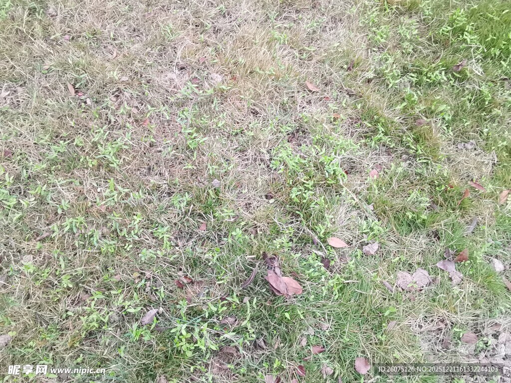 地面杂草景象