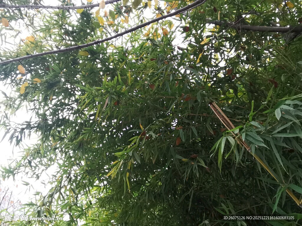 翠绿竹林阳光斑驳景象